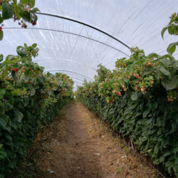 Omex SW7 soft fruit Omex SW7 soft fruit