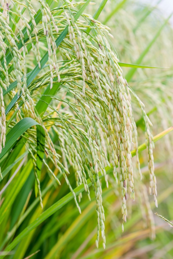 rice panicle rice panicle