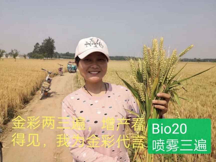 Bio 20 increases wheat yield in China