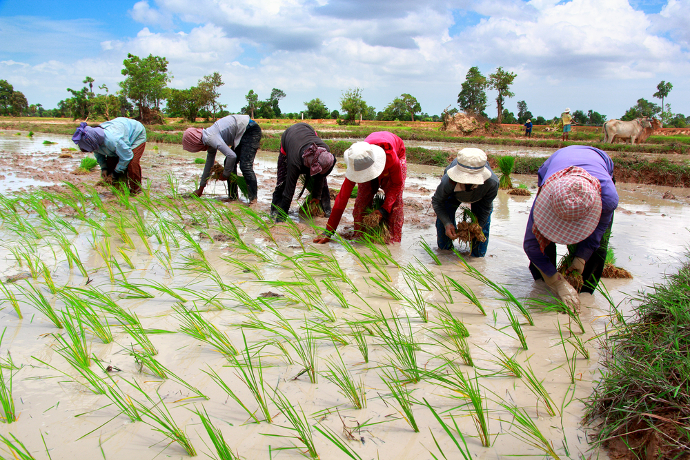 Rice – why is zinc application necessary?