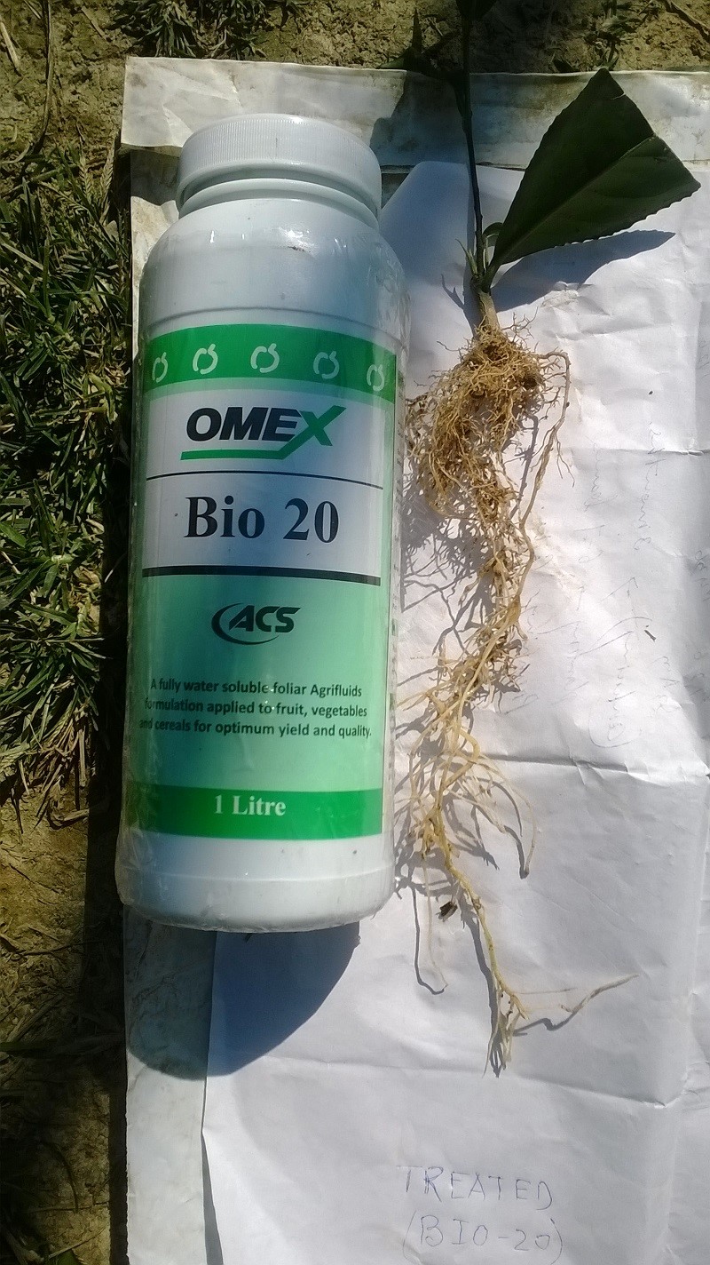 Excellent effects from foliar applications of Bio 20 on Tea