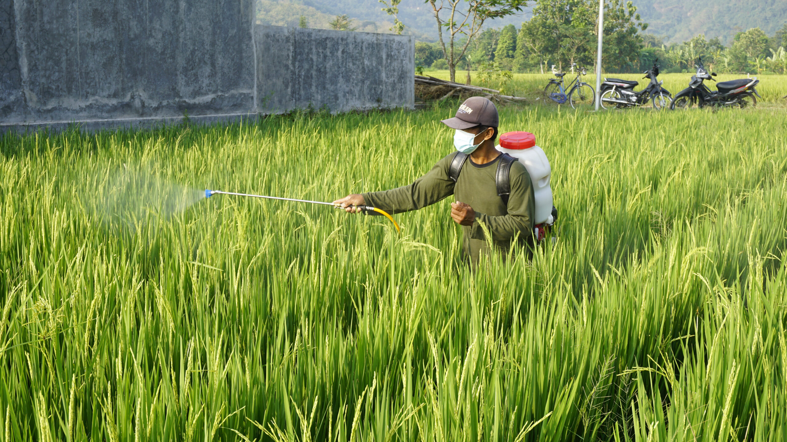 How foliar feeding works on rice 🌾