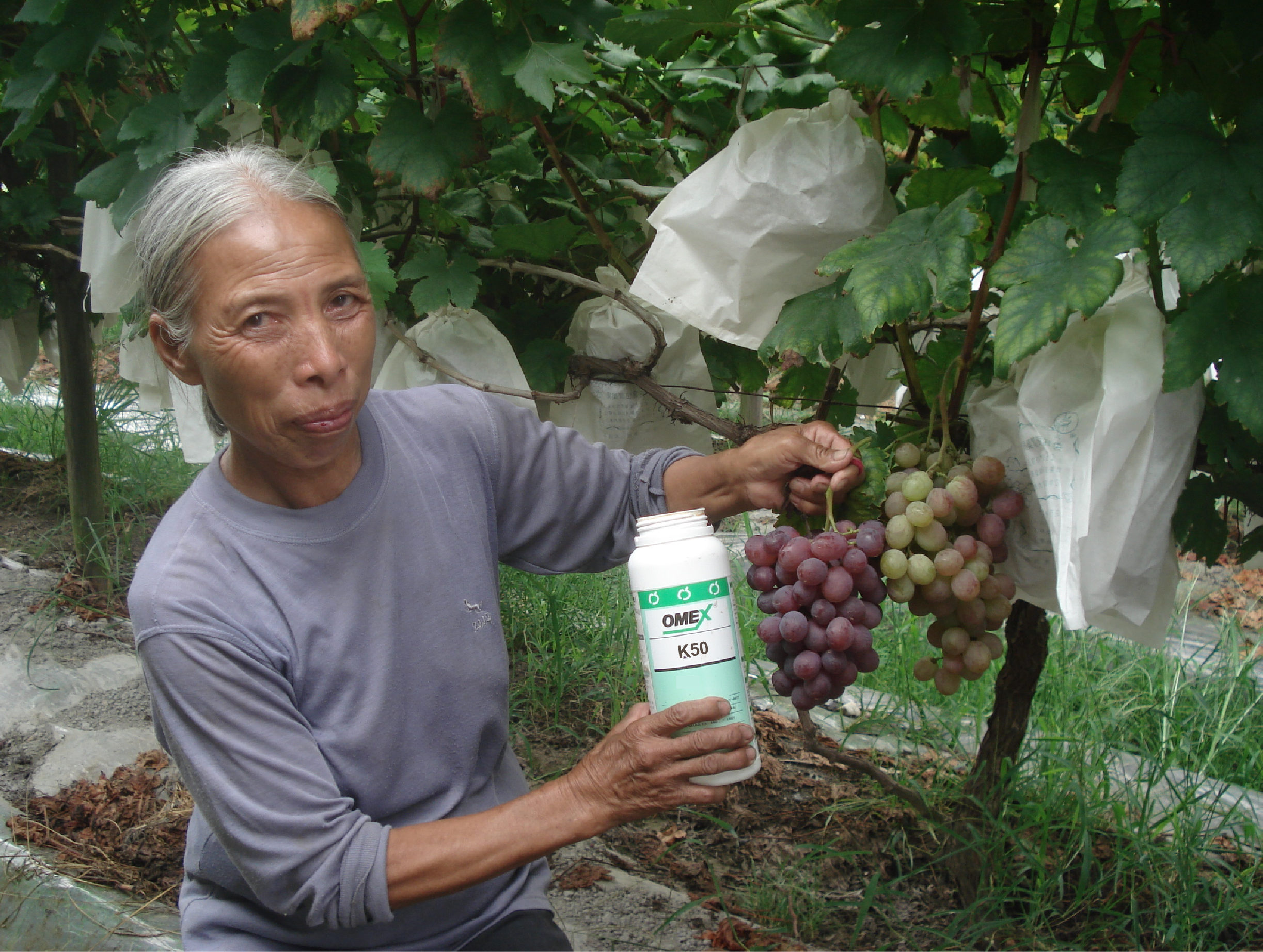 Effects of OMEX K50 – using plant nutrition to promote plant health 🍇
