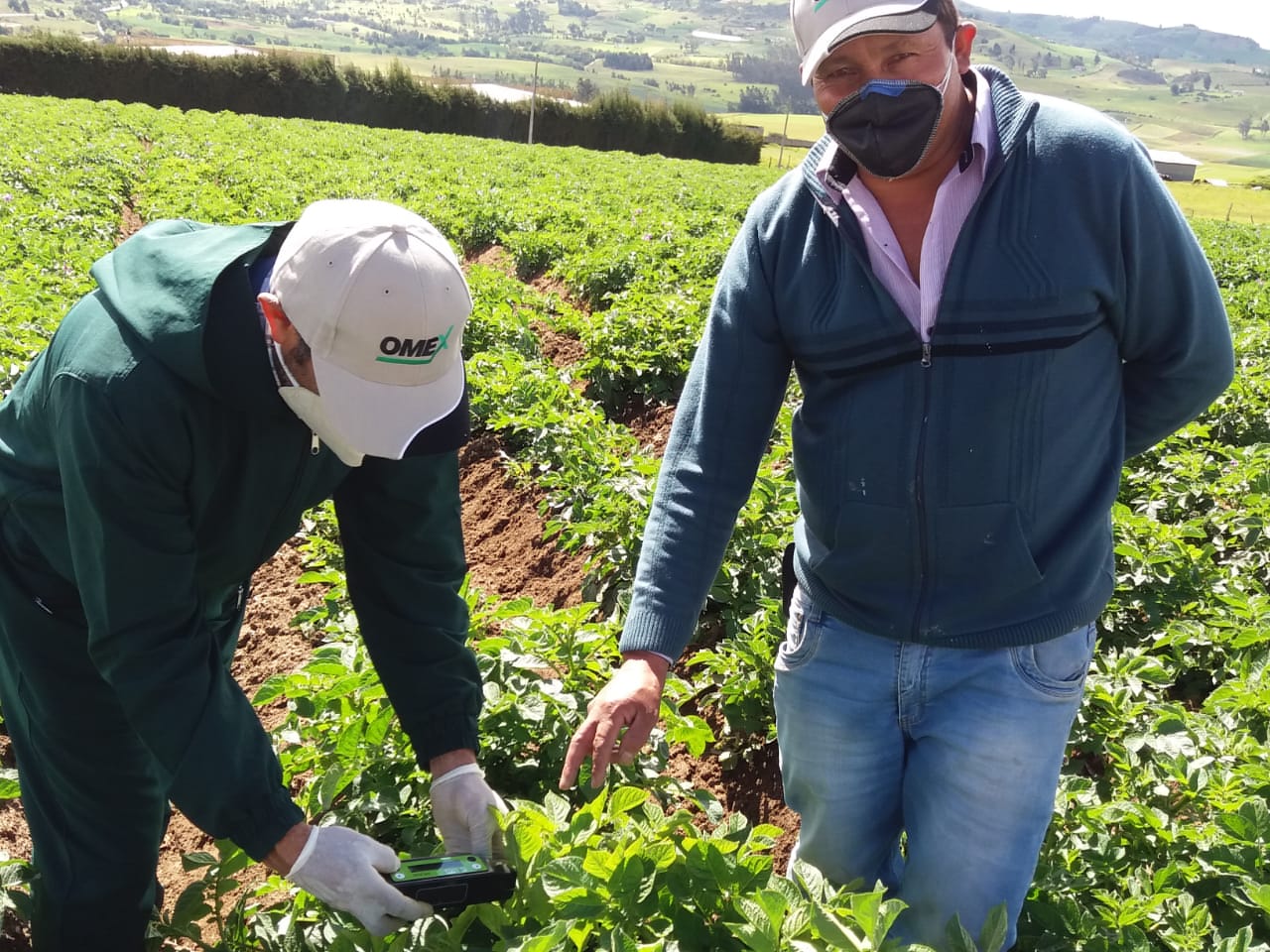 Effect of OMEX foliar treatments on leaf chlorophyll, Potatoes, Colombia 2020