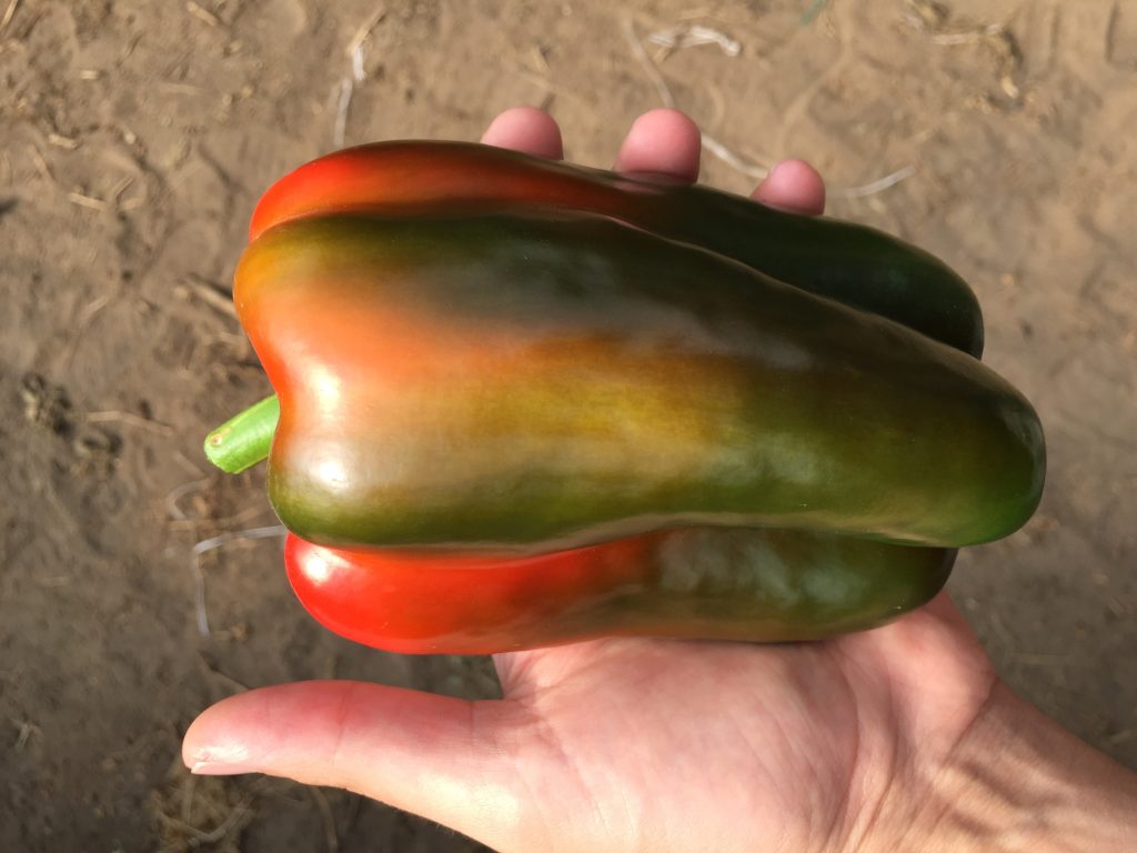 How to grow the best peppers with OMEX Fertilizers!