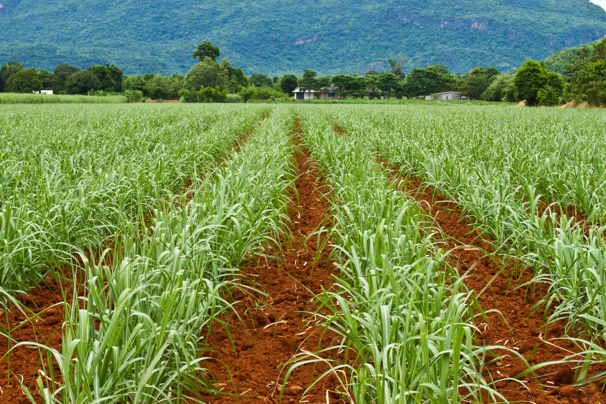 sugarcane