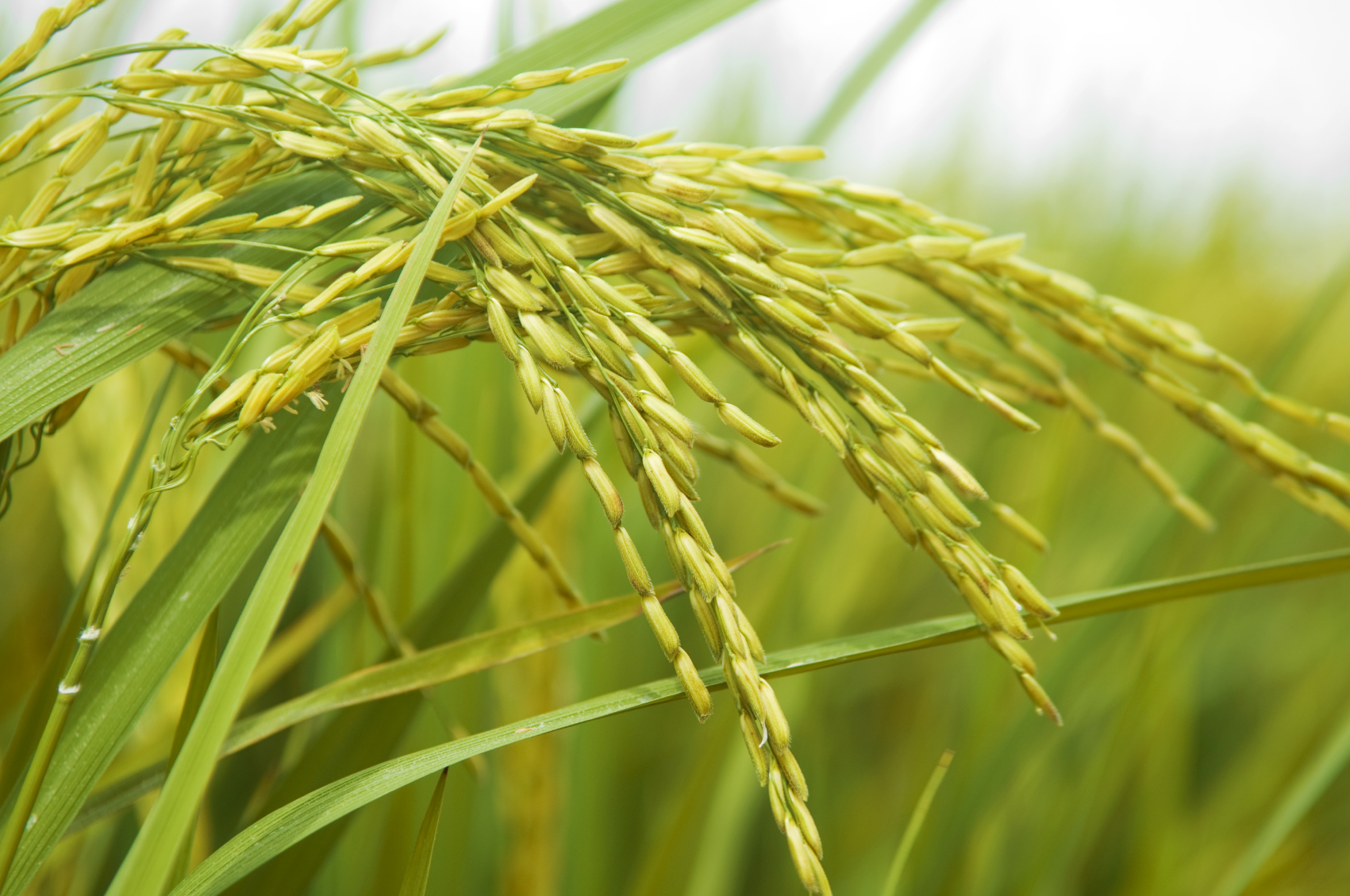 rice panicle rice panicle