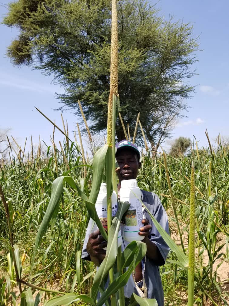Improving rice, millet and groundnut yield in West Africa