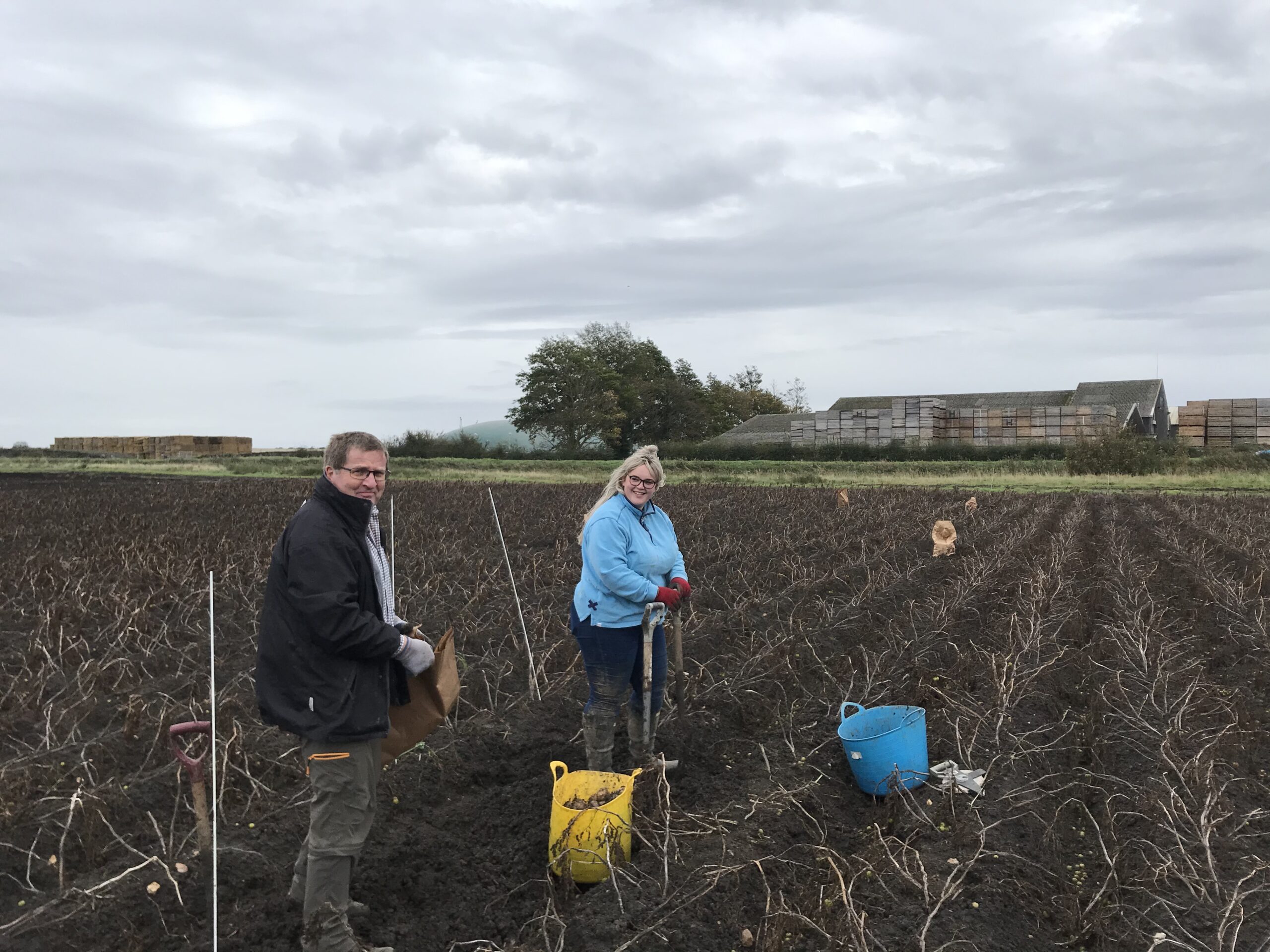 CalMax trials yielding results in potatoes!
