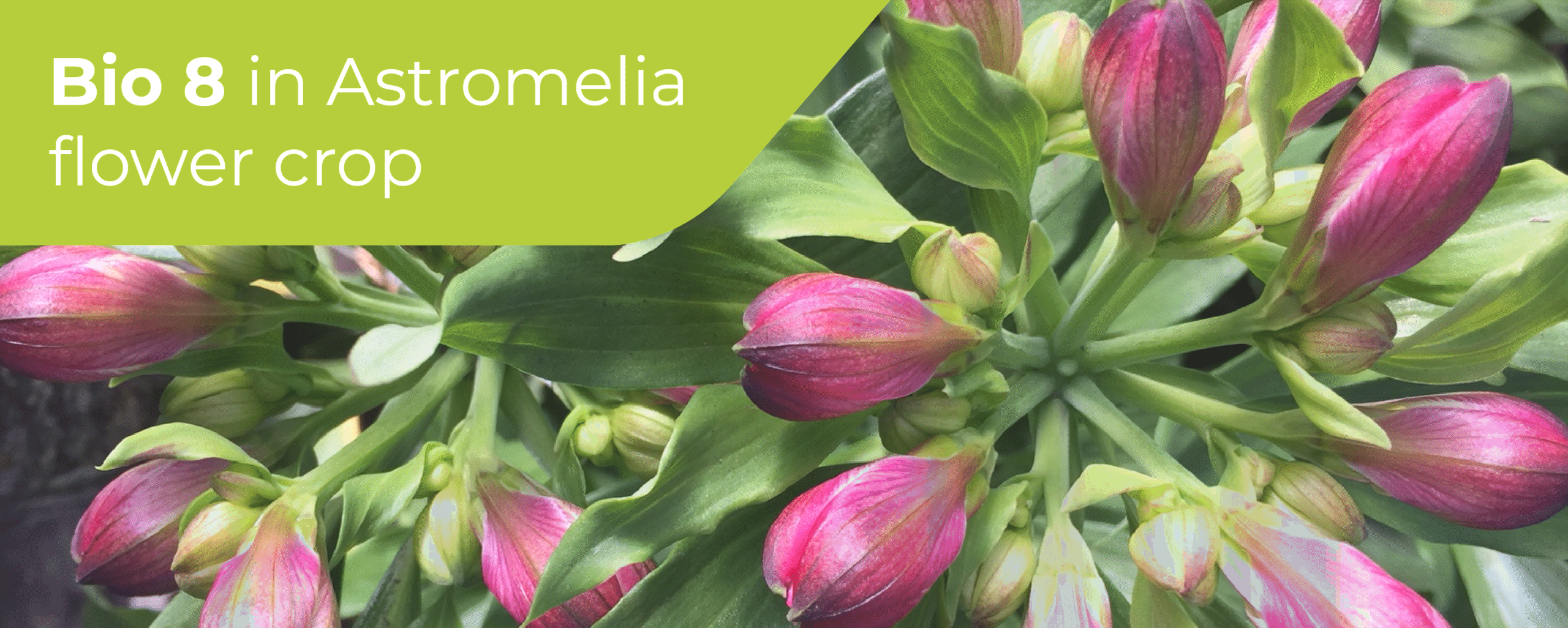Bio 8 on Astromelia Flower Crop,​ Colombia​