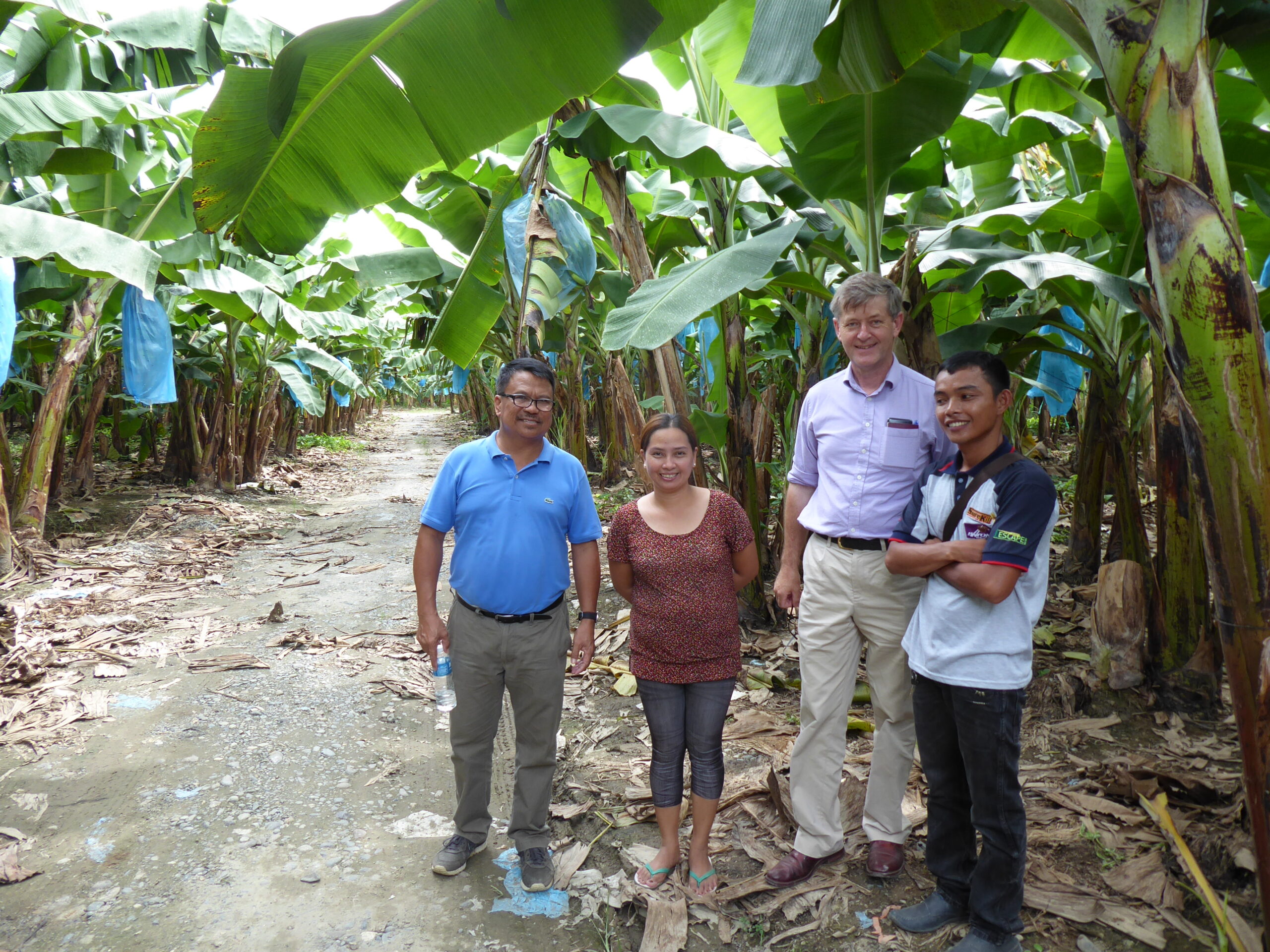 How to beat banana disease with plant nutrition
