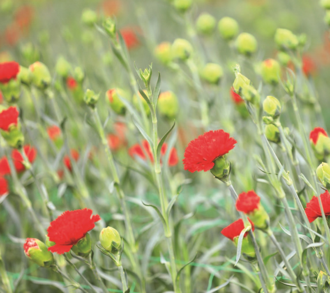 Top tips on growing carnations 💮