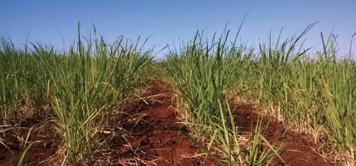 growing sugarcane