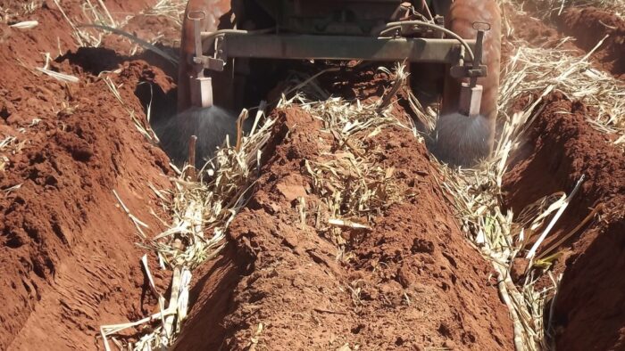 growing sugarcane