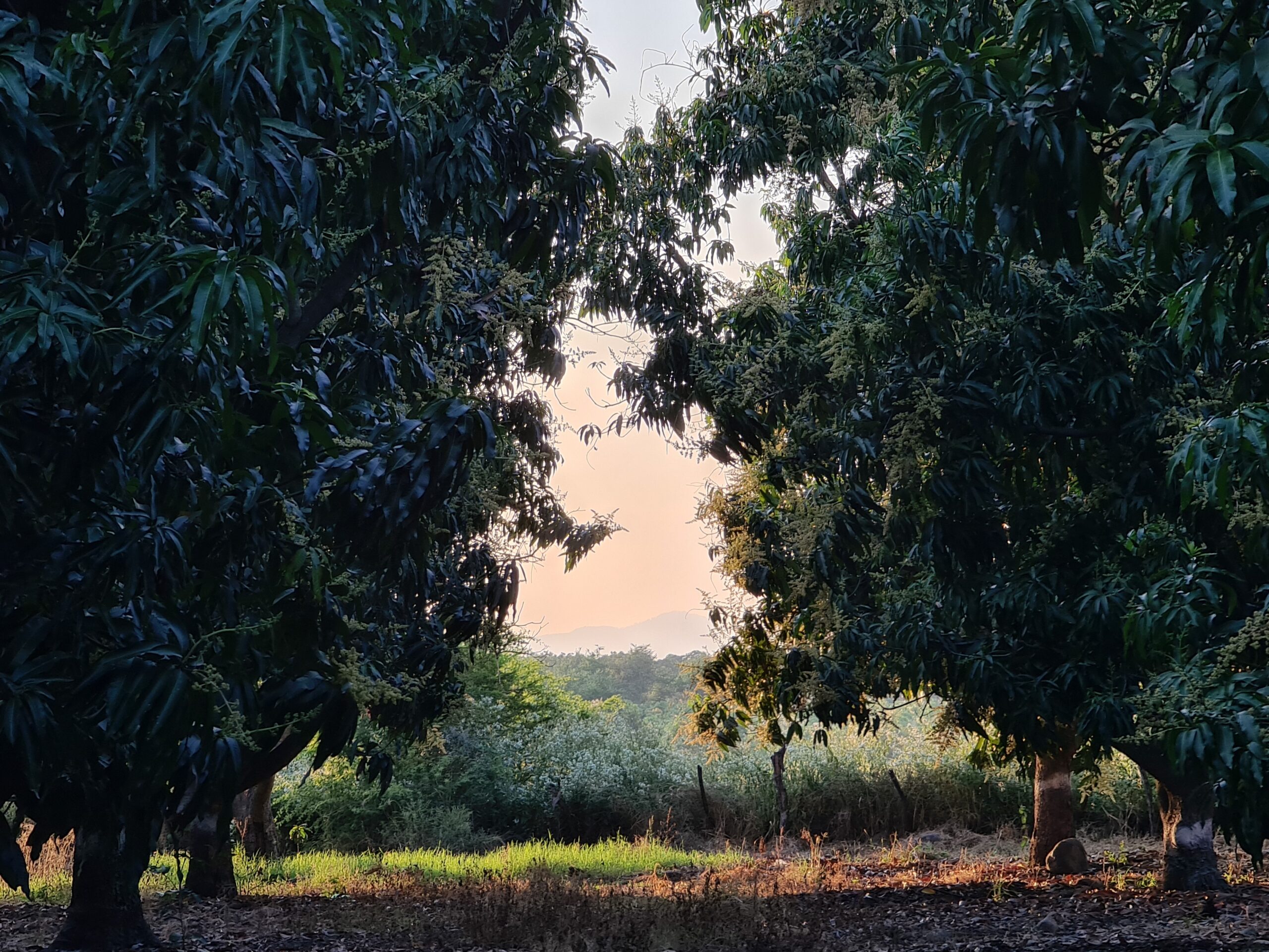 Magnificent Mangoes in Michoacán, México 