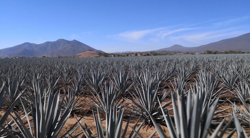 Growing Agave?