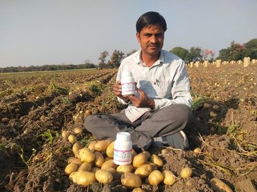 Growth cracking in potatoes