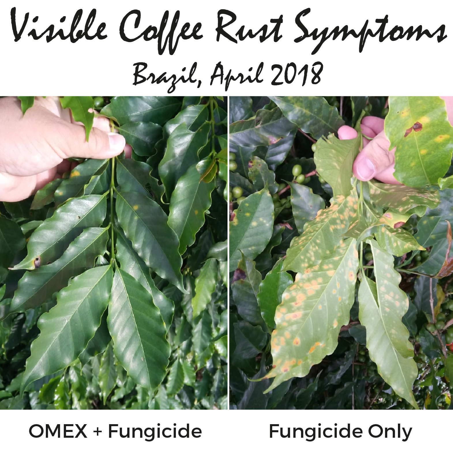 Have you got symptoms of coffee rust?