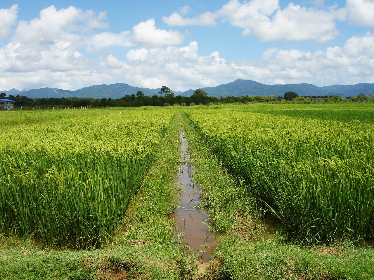 Feeding rice the foliar way 🌾💧