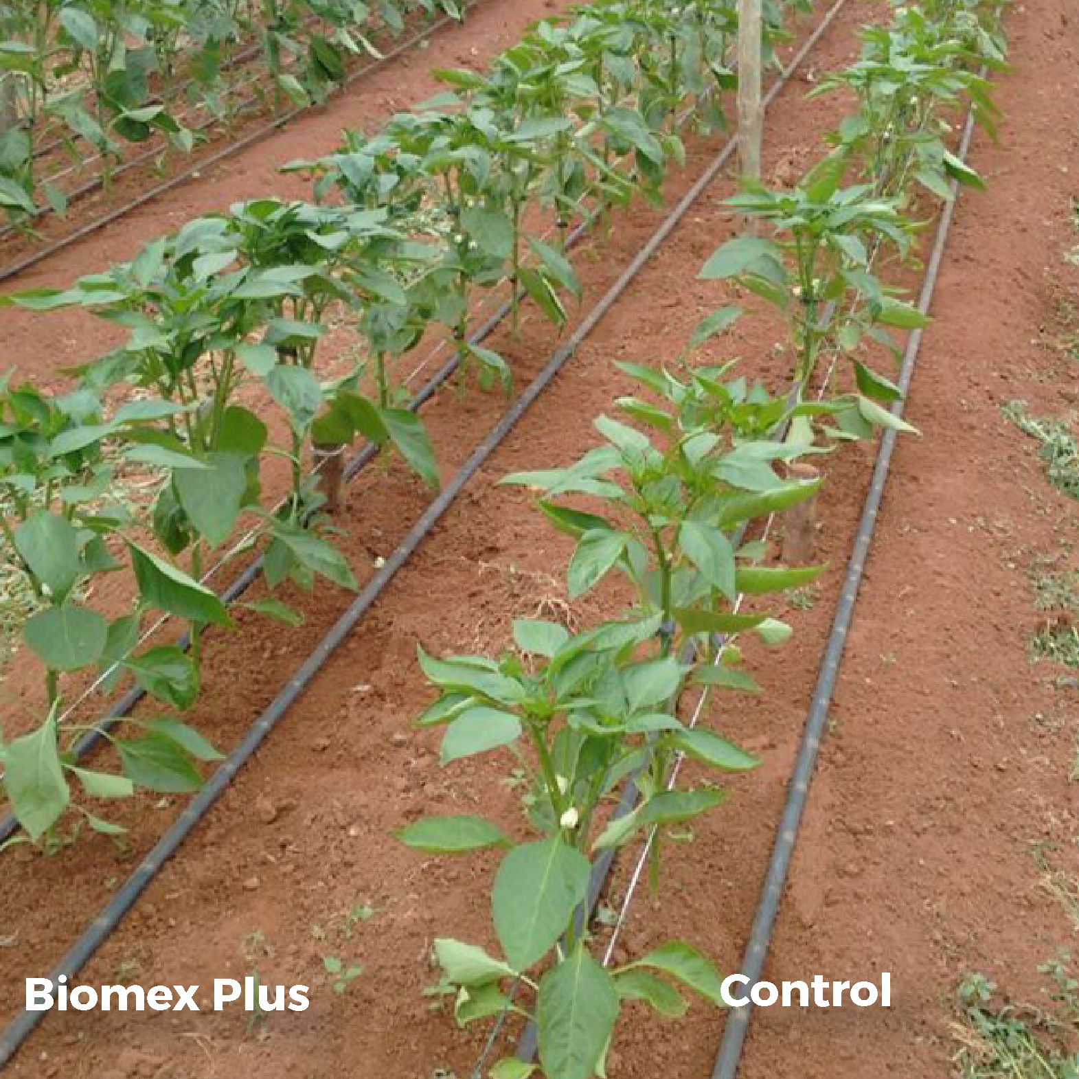 Biomex Plus on greenhouse peppers