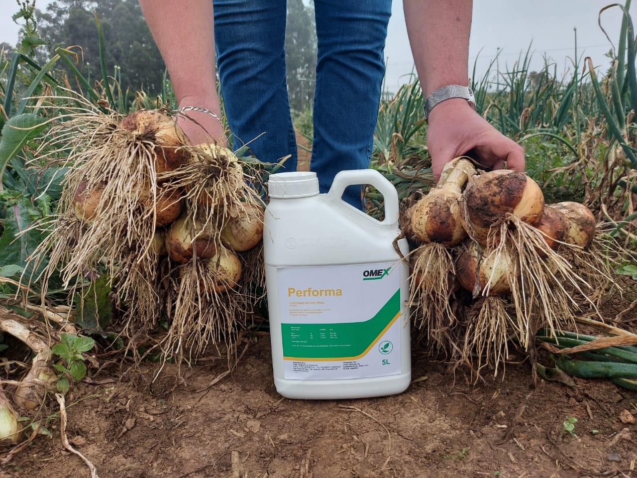 Eye watering onions in Brazil 🧅