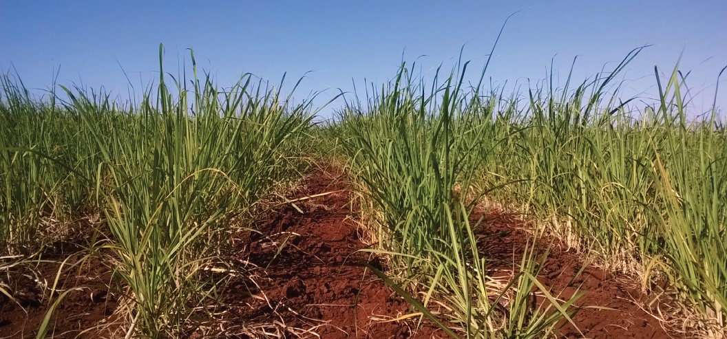 Setts in the furrow is prime time for stimulating sugarcane