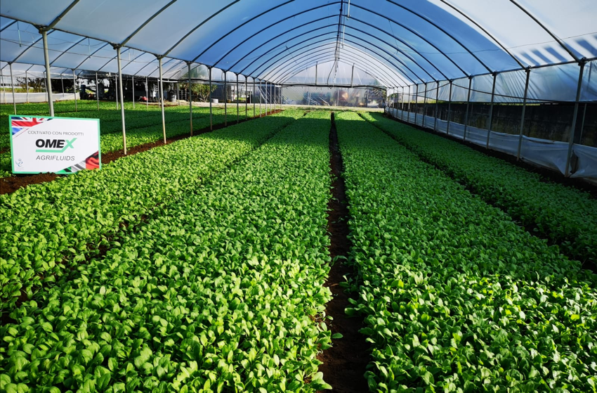 Primer Bio Zn boosts baby spinach growth in Campania, Italy