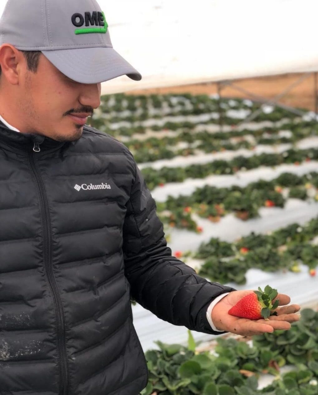 Superb Strawberries