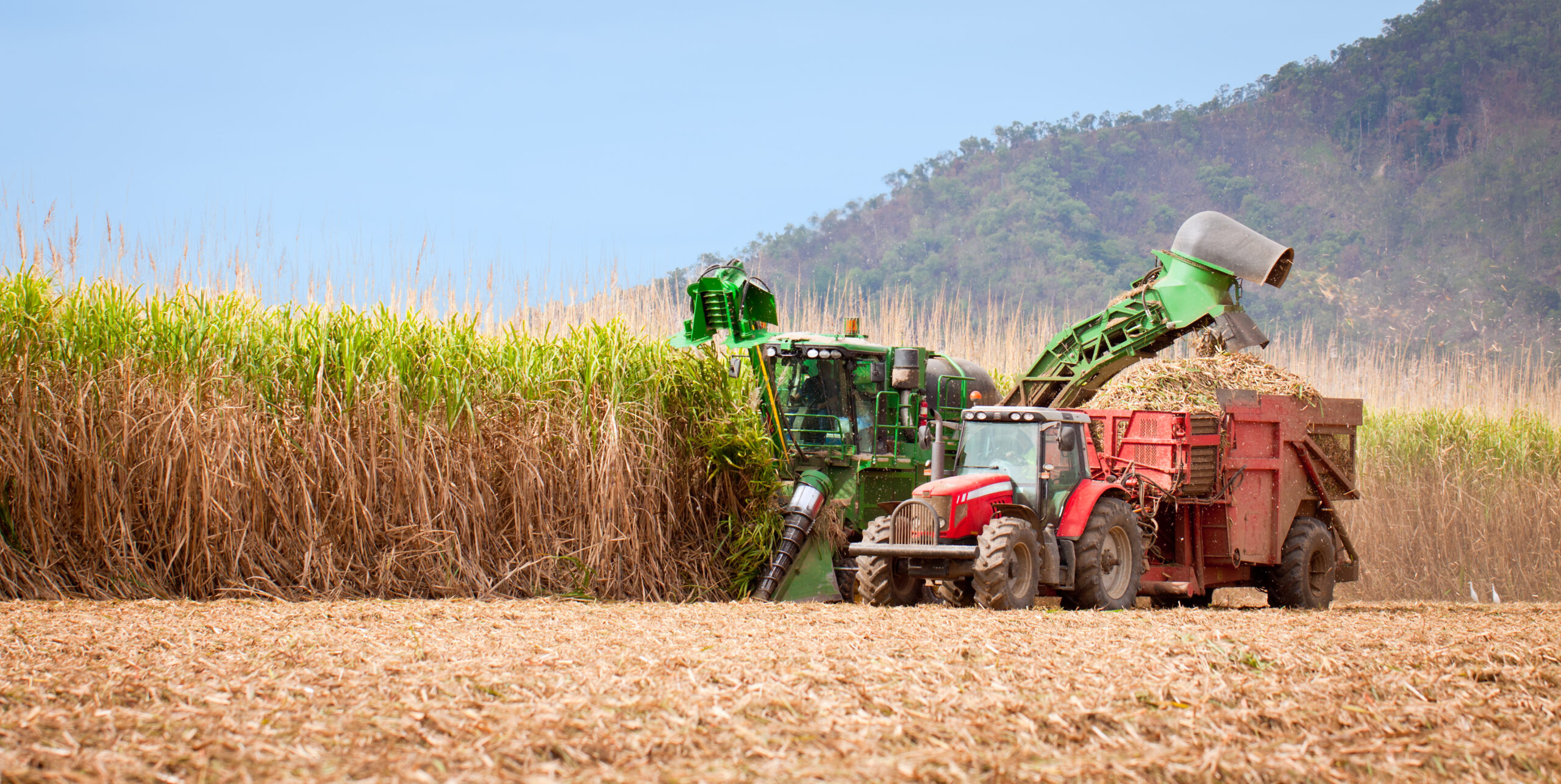 Maximise sugarcane yields by boosting rooting and establishment