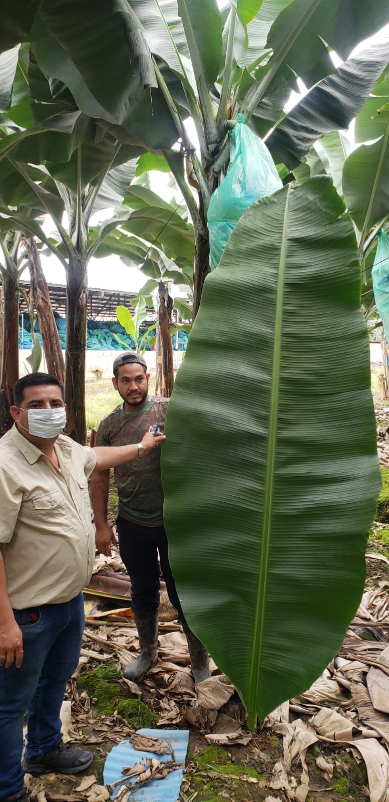 Increase banana yield and quality