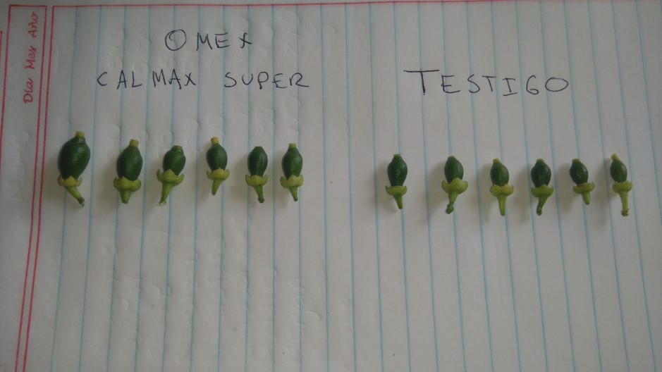 Lemons showing excellent effects from OMEX key products