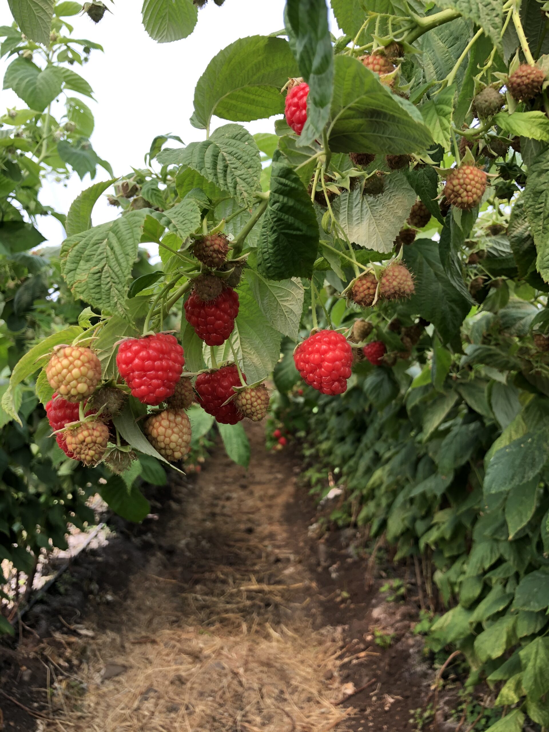 How to grow the best raspberries