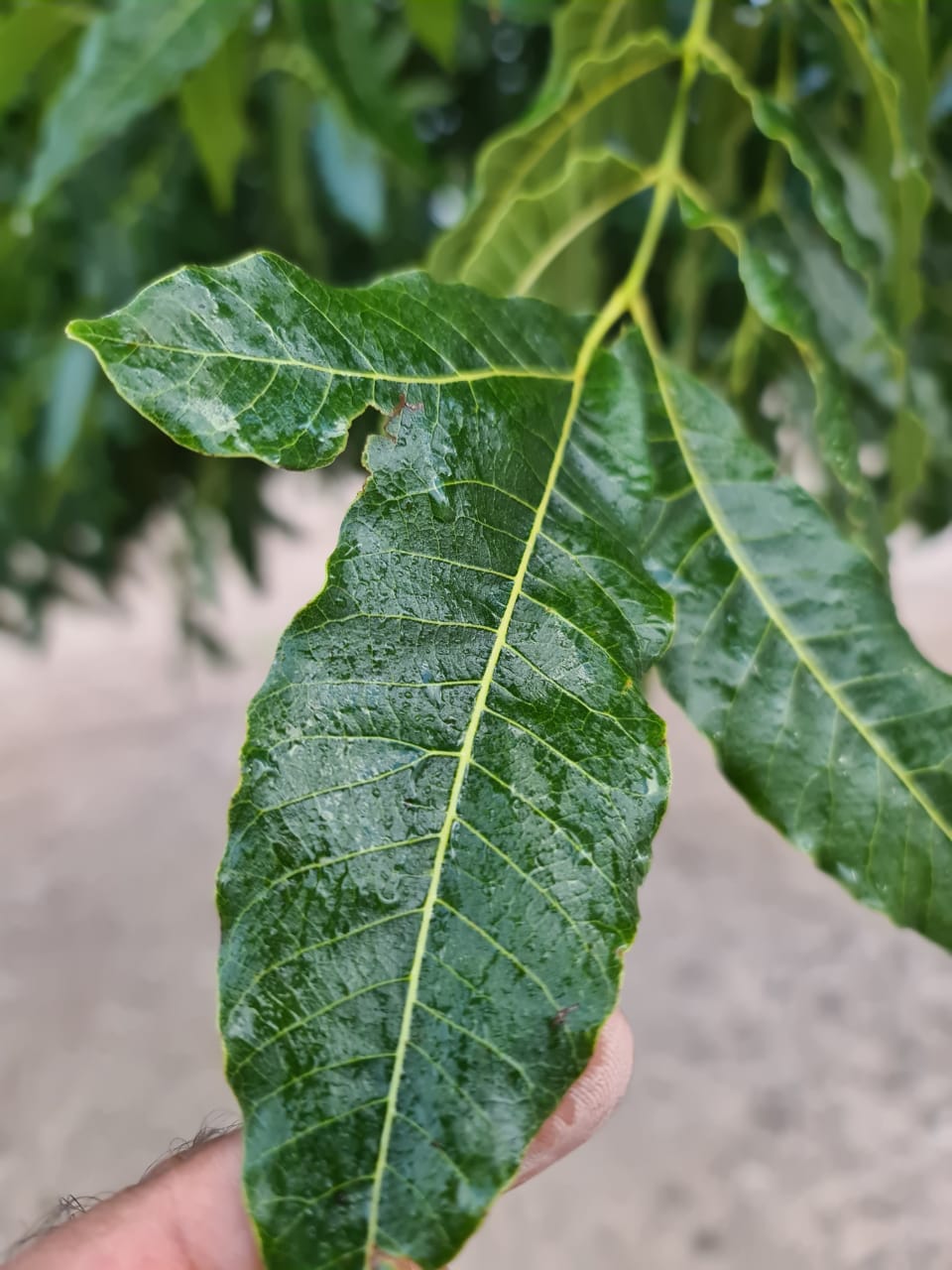 Looking for better foliar coverage?