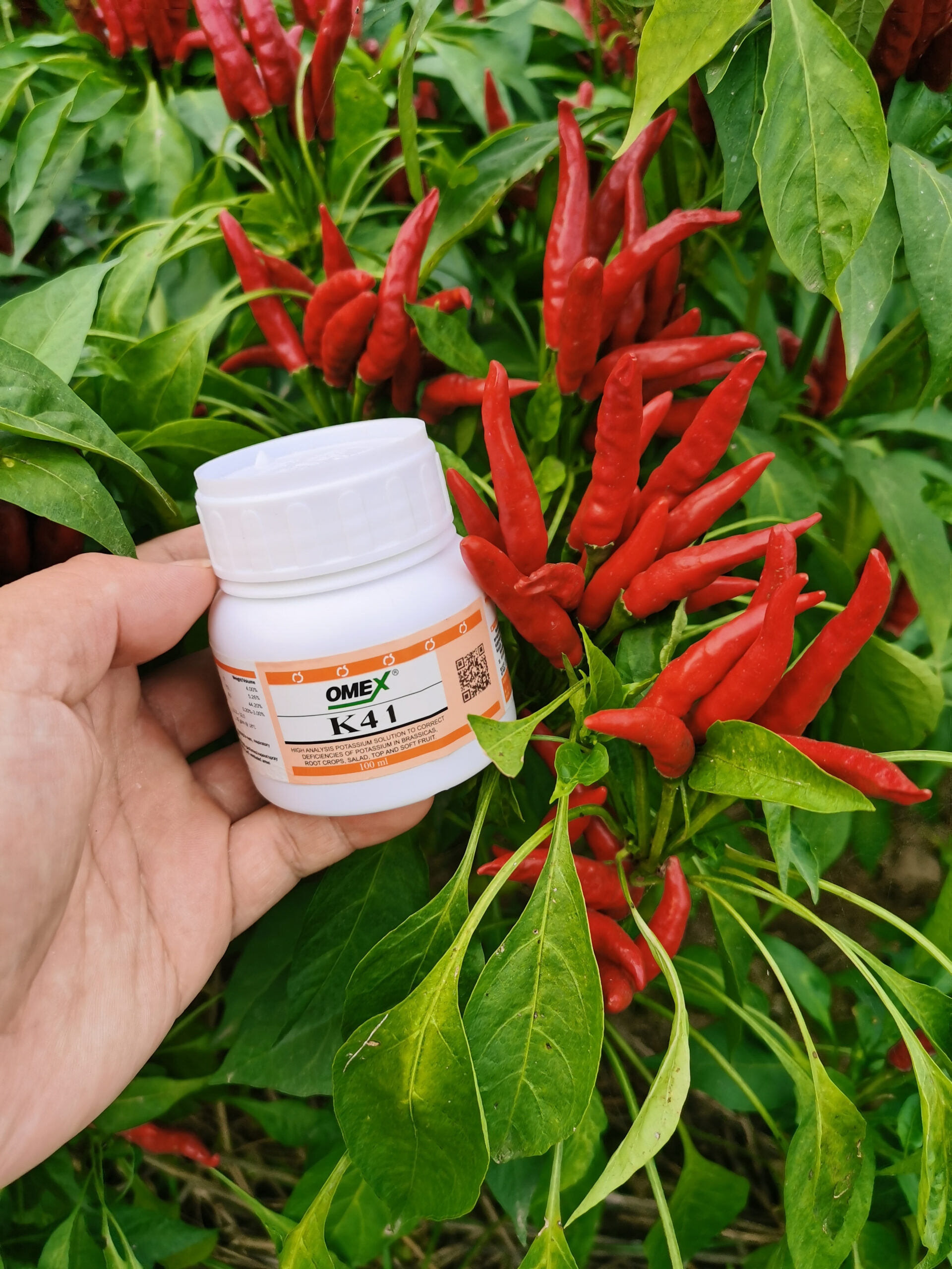 K41 for better fruit set, sugar content and flavour
