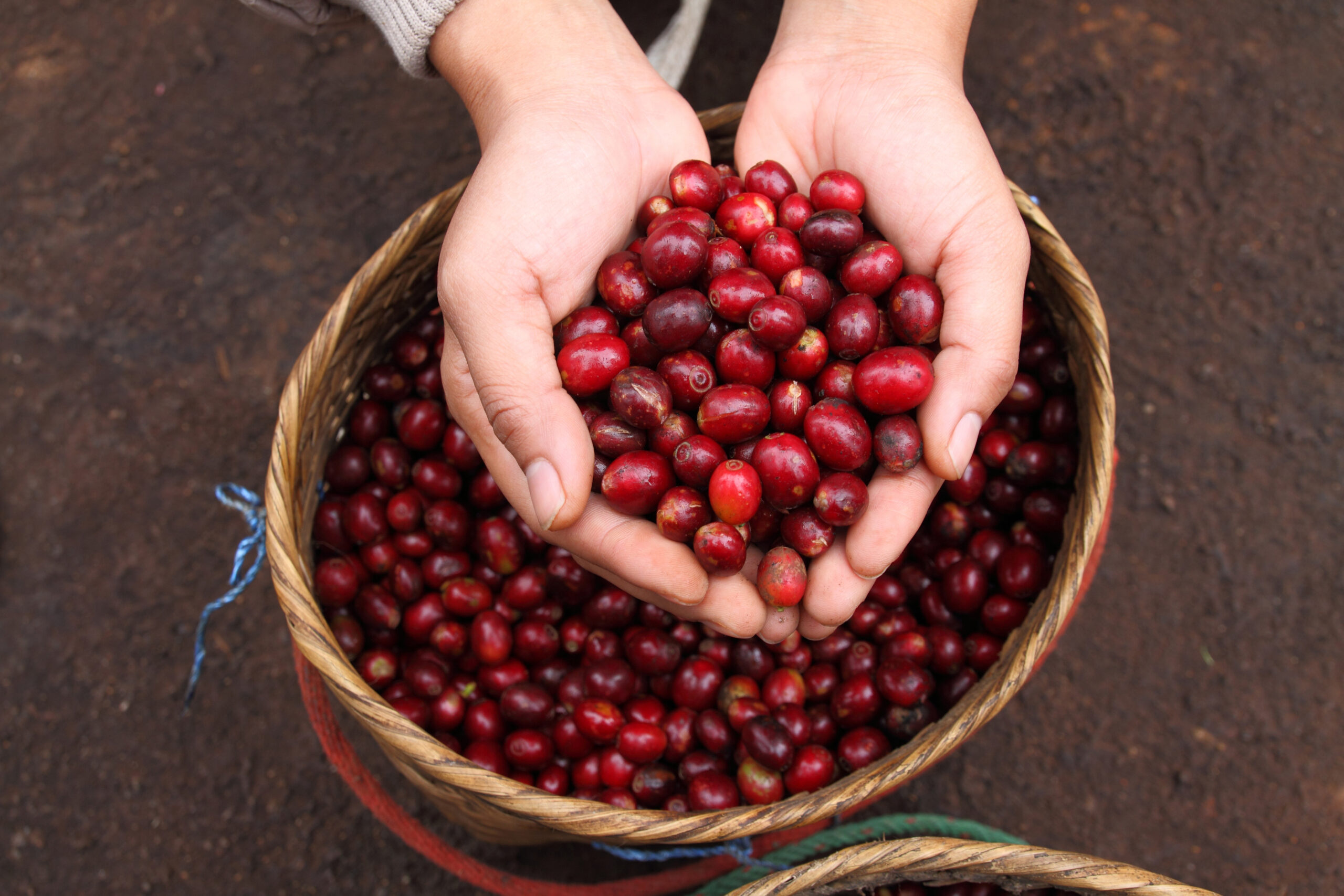 Problems with coffee berry drop?