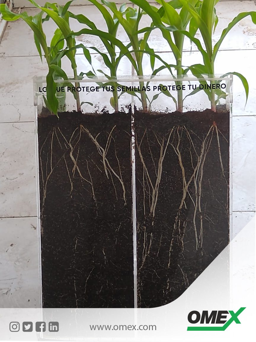 For a stronger, healthier plant with a better root system….
