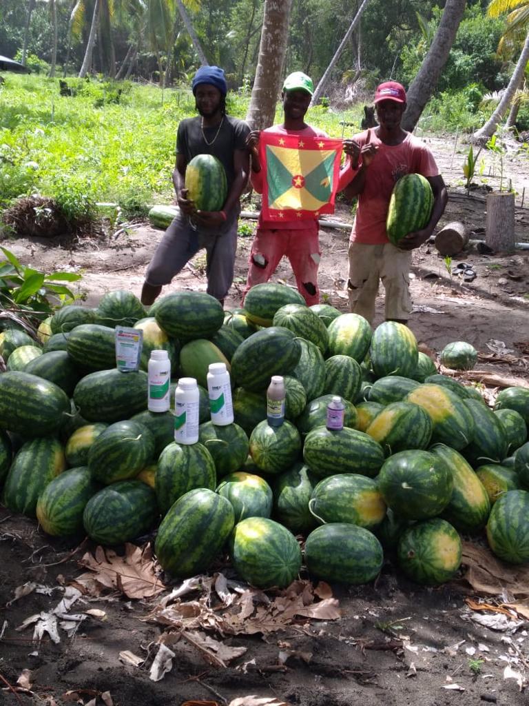 Wonderful watermelons from Grenada 🍉