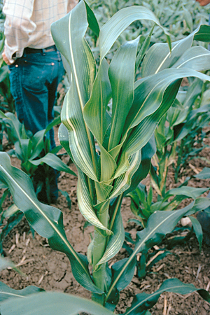 Why zinc application is necessary