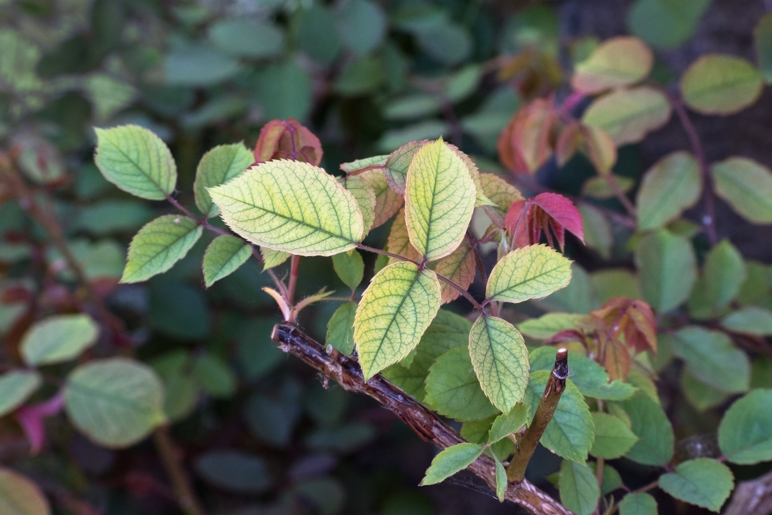 Why magnesium is important to your crops…