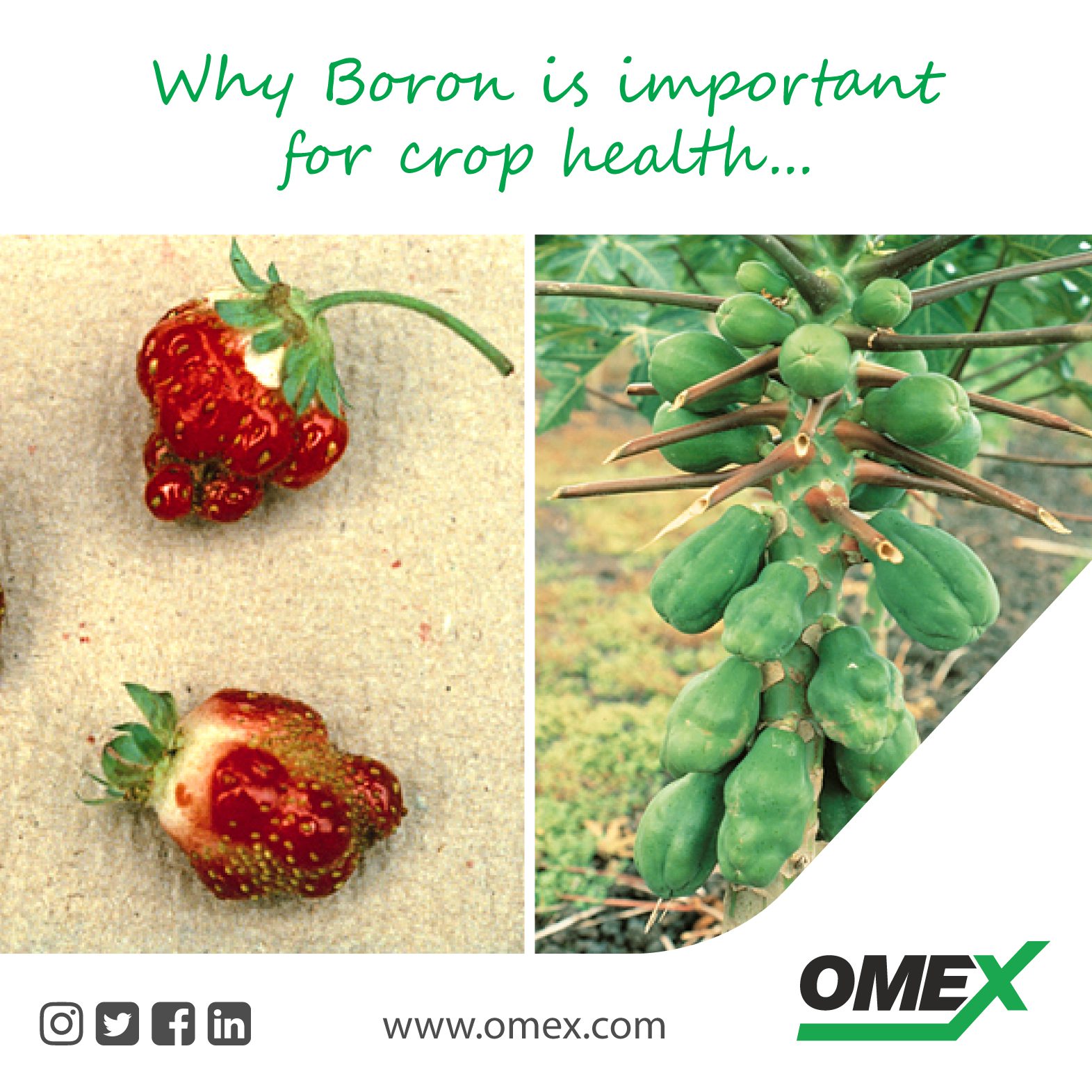 The importance of boron for crop health