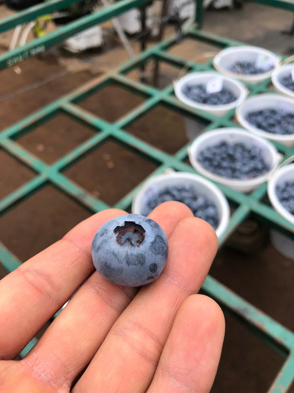 Blueberry is a ‘super-fruit’ with high demand from consumers worldwide