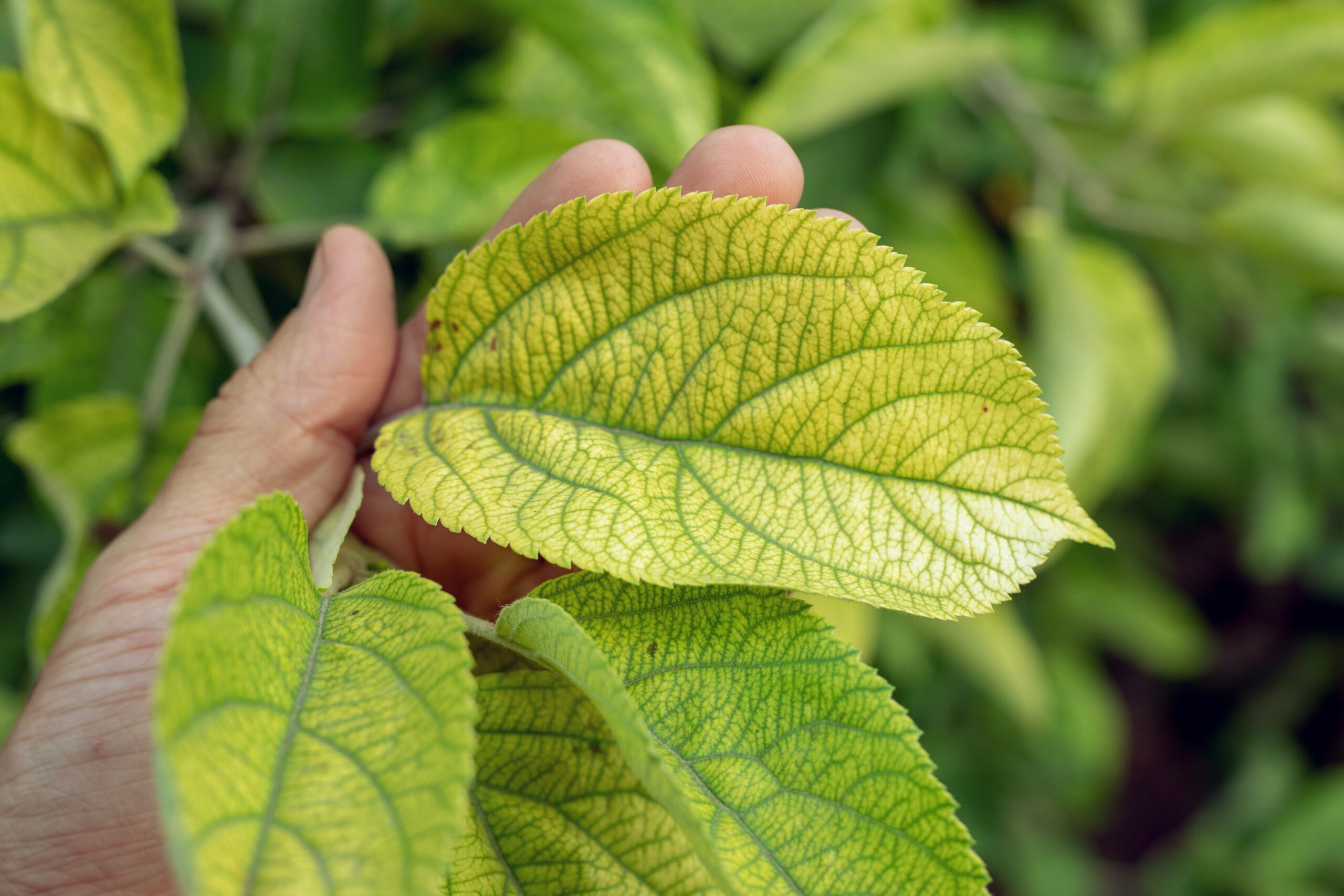 Iron deficiency & its importance