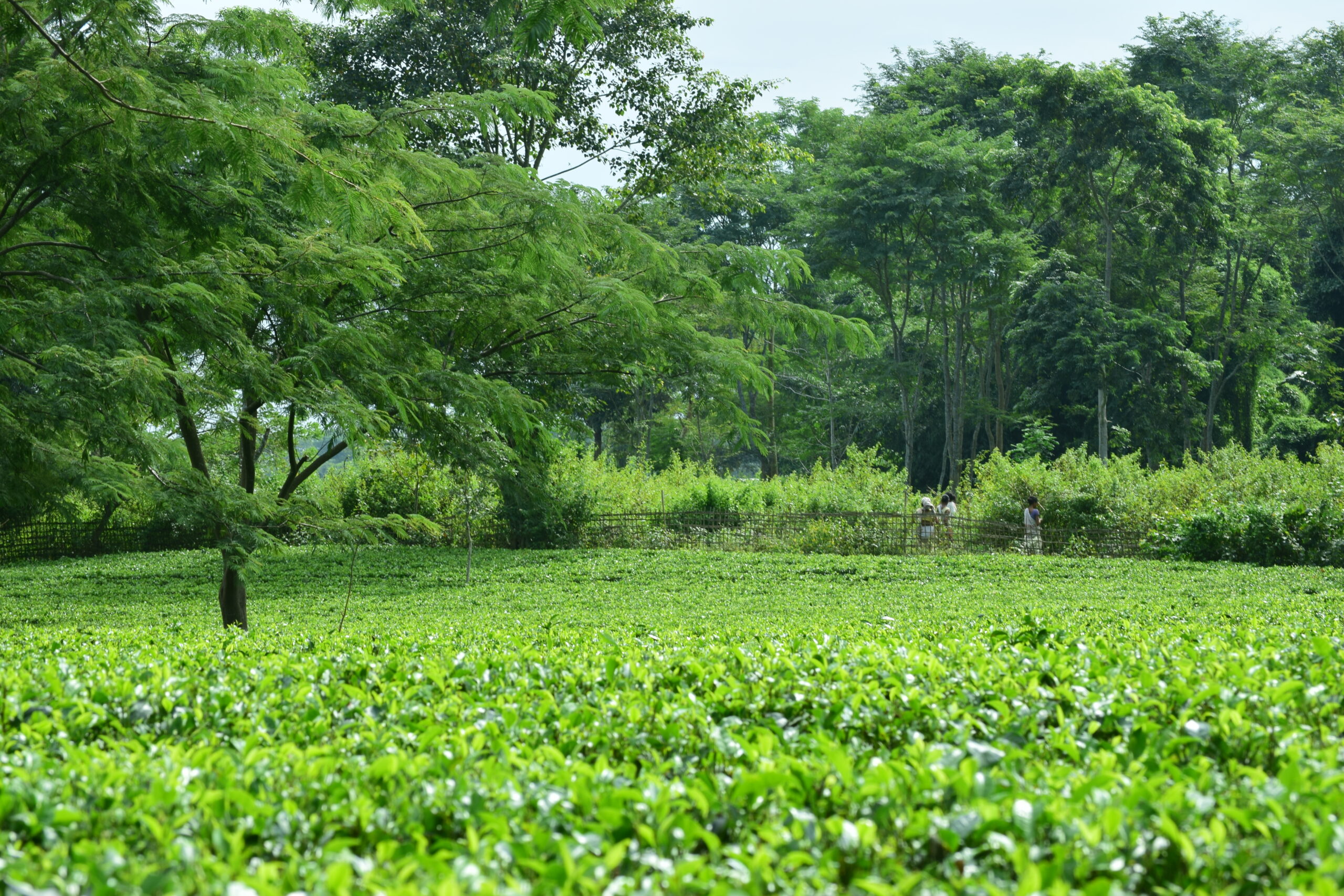 Citromax & Micromax on tea production