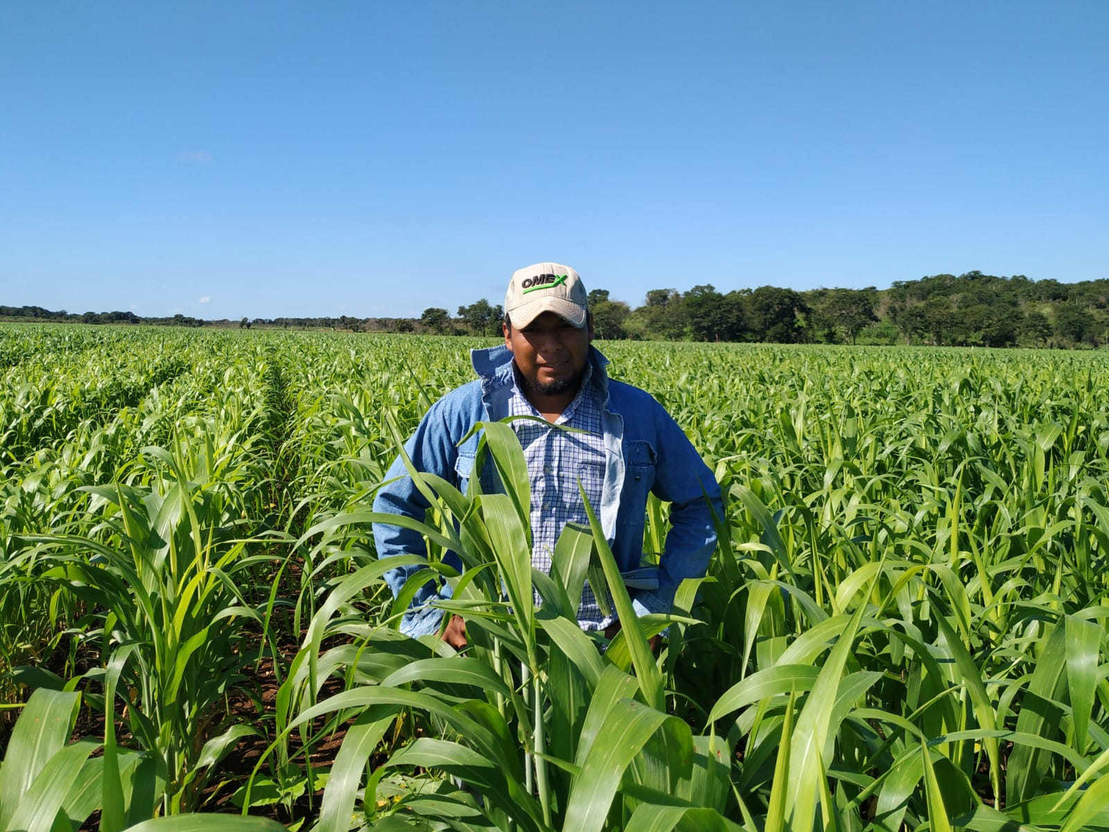 AMAIZING MAIZE