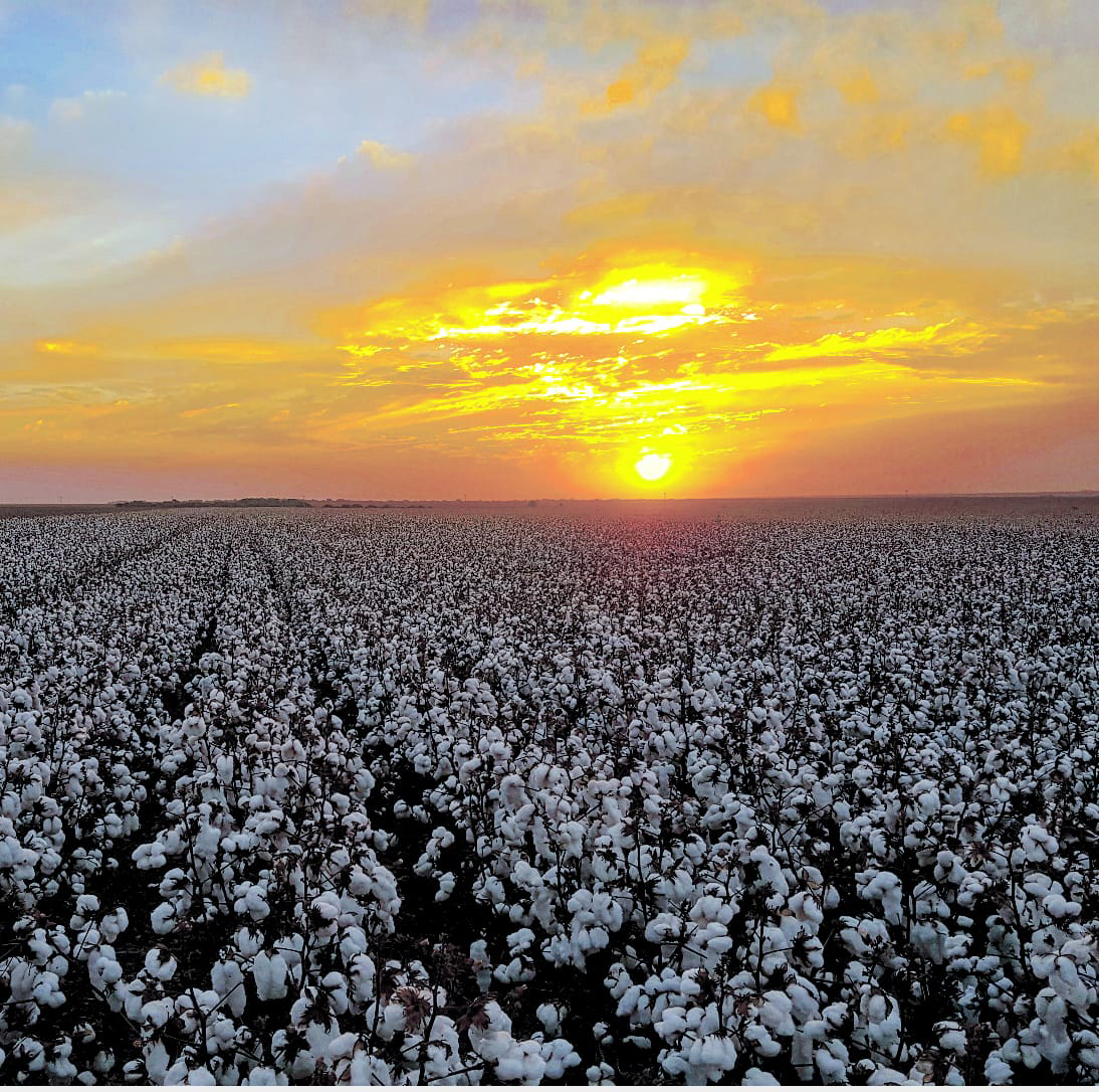 Meeting Cotton’s Nutrient Needs with Foliar Feeding