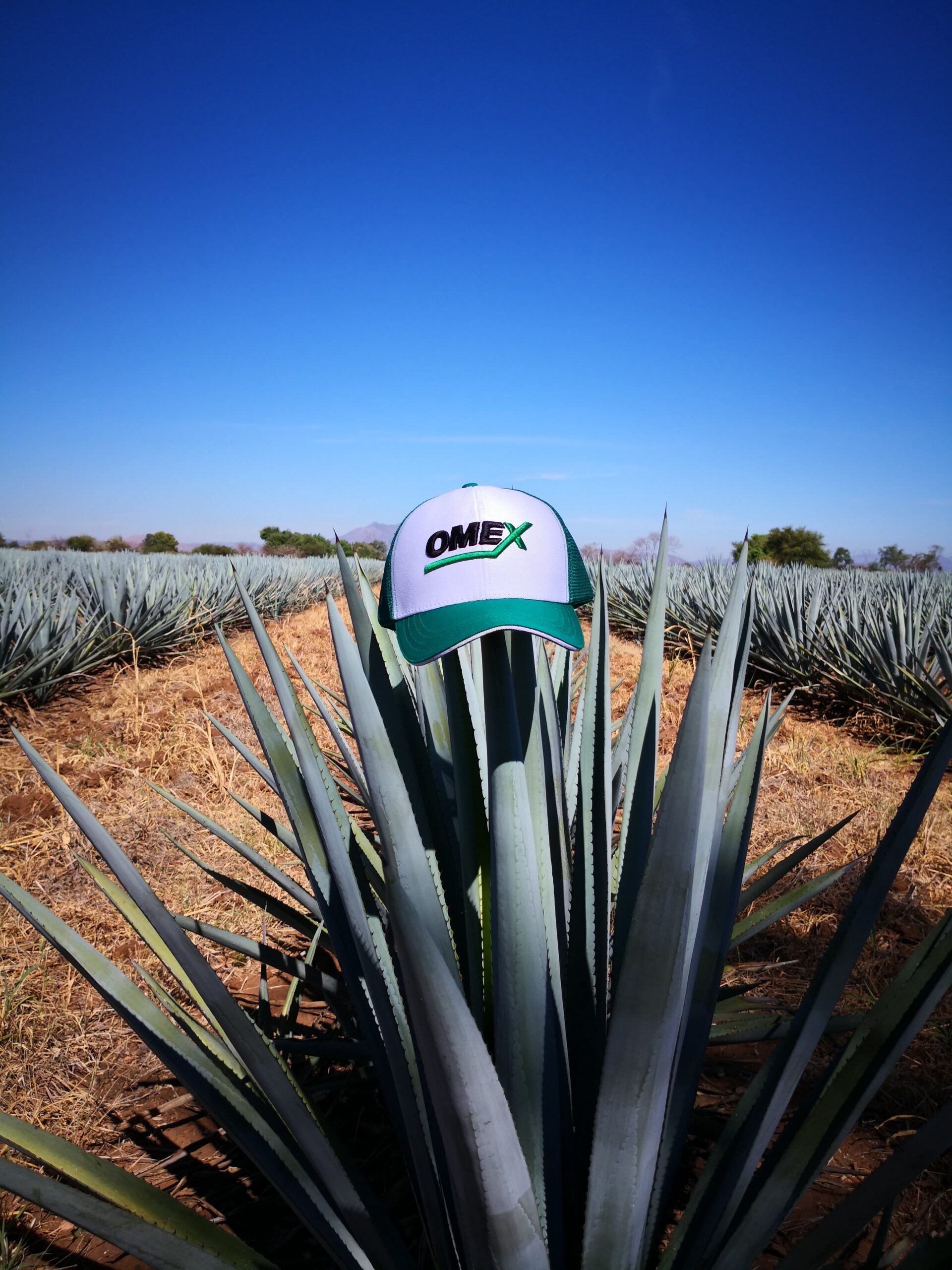 Do you know how tequila is grown  ??