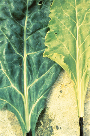Why Sulphur is essential for crop growth