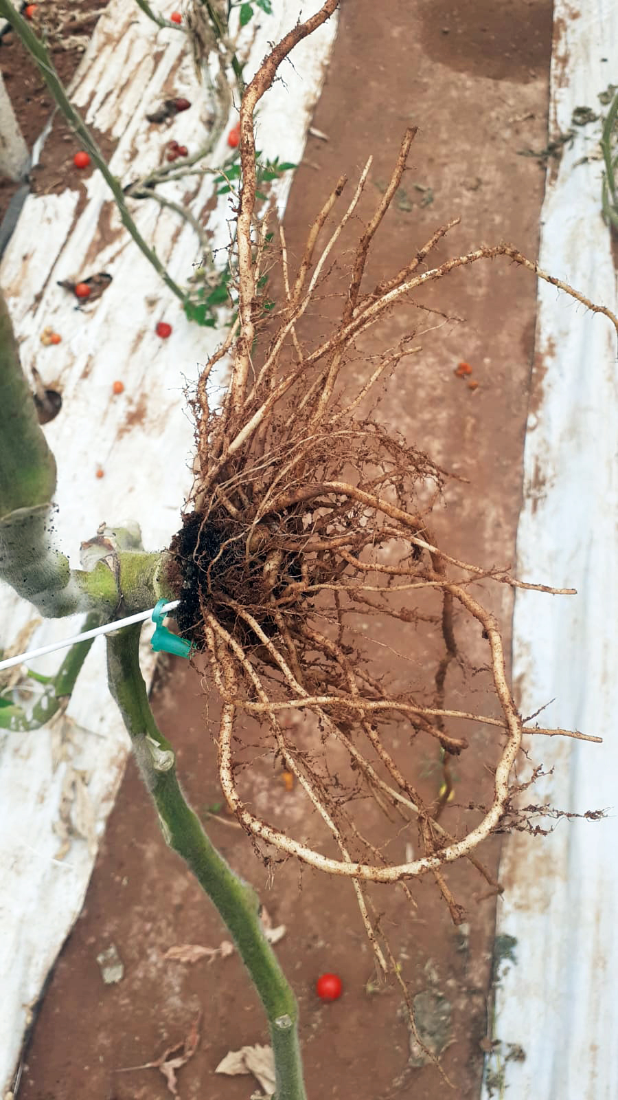 How to control root knot nematodes in tomatoes 🪱🍅