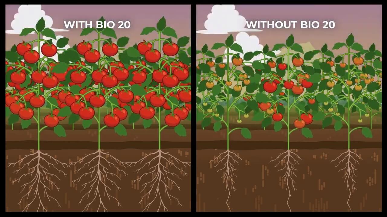 Increase yield and quality with OMEX Bio 20
