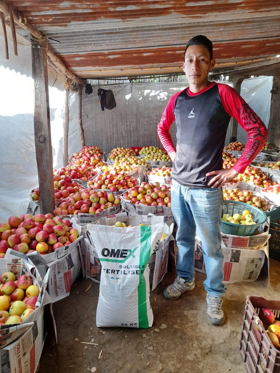 Abundant apples in Guatemala 🍎🍏🍎